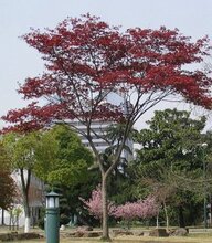 适合庭院 美国红枫大苗子 树高3米左右 8公分粗 树型优美