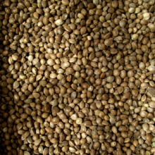 广西巴马特产 绿色健康长寿食品 巴马火麻仁 400g（真空包装）