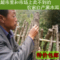 上下架计划:2014年新货陕南特产汉中椴木野生黑木耳春耳胜青川黑木耳干货500g