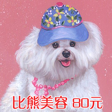 济南顶尖宠物美容工作室/比熊美容