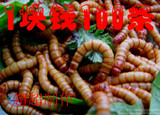 taobao english 14274356989