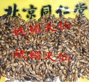  新货特价 同仁堂炒麦芽退奶回奶断奶 250克大麦茶 另有芒硝