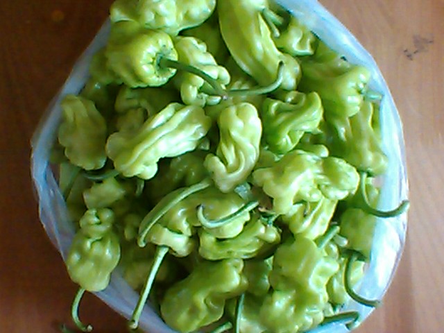 云南蔬菜包邮 皱皮青椒2斤 新鲜上市 炒肉超赞 滇味菜材料在类目 水产肉类/新鲜蔬果/熟食, 新鲜蔬菜/蔬菜制品, 新鲜蔬菜, 其它中 - 来自Buy2taobao.com提供专业的淘宝代购服务