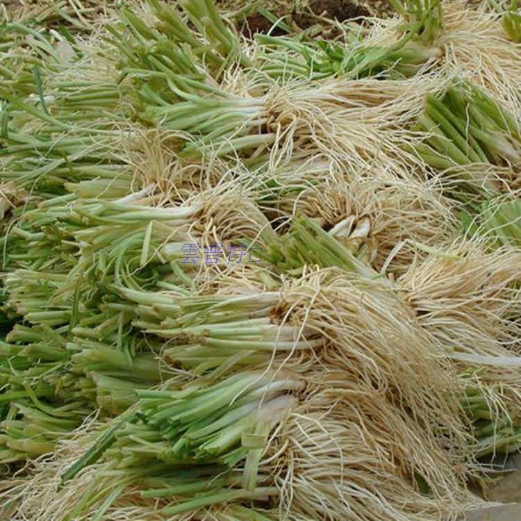 Yunnan specialty fresh inedible root of a vegetable Leek root The month Maternal Pickled 500 gramin the Aquatic meat/Fresh fruits and vegetables/Cooked , Fresh vegetables/Vegetable products , Fresh vegetables , Other category - from Buy2taobao.com to provide professional Taobao agent buy service