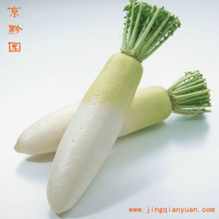  【京黔园】绿色食品优质蔬菜 白萝卜 北京买菜当天送到家