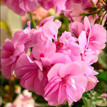 天竺葵饱和纯露/花水 混合肌/调节肌肤状态 与玫瑰洋甘菊混搭最佳