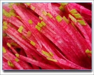  中国有机绿色食品专营 天地生 心里美500g 北京满百包邮