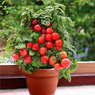 进口蔬菜种子 盆栽红珍珠番茄种子 家庭阳台水果种子-淘宝网