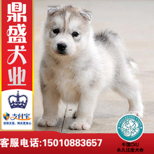 【皇冠信誉】出售哈士奇/三把火/灰白色 双蓝眼纯种幼犬 保证健康