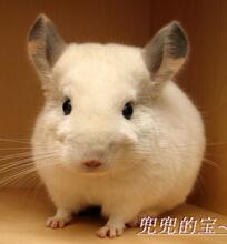 济宁市区 宠物代养 寄养 代遛狗 宠物服务 猫 狗 兔 仓鼠 等