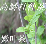 2012新品杜仲茶 极品嫩叶茶 野生杜仲茶 降血压 降脂补肾 包邮！
