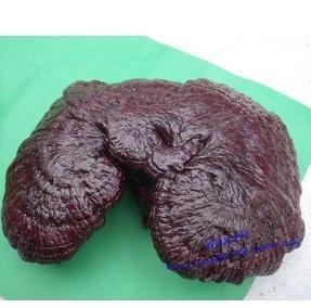  秦岭山野生大灵芝  特产灵芝