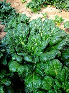 乌塌菜蔬菜种子 别名塌莱、黑菜;塌棵菜、太古菜 好吃最爱-淘宝网