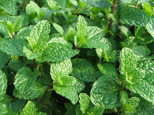 留兰香种子 绿薄荷 青薄荷 香草种子 常用来食用烹饪 可泡茶