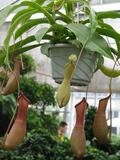 精品花卉园艺. 猪笼草 猴水瓶、猴子埕、猪仔笼、忘忧草等