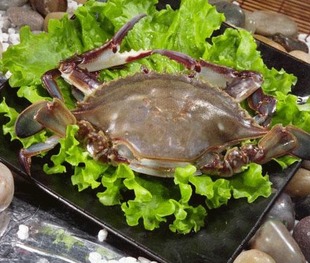  ｛公｝大连大飞蟹 当日海捕 梭子蟹 海蟹青蟹 梭子蟹 海鲜螃蟹