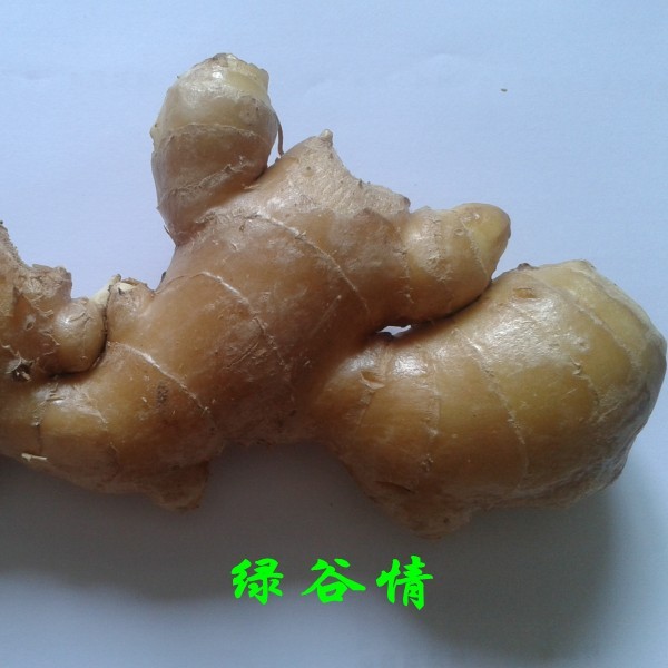 新鲜生姜调味品蔬菜 配送农产品 新鲜土特产蔬菜配送4两在类目 水产肉类/新鲜蔬果/熟食, 新鲜蔬菜/蔬菜制品, 生姜中 - 来自Buy2taobao.com提供专业的淘宝代购服务