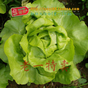  老一特卖 奶油生菜 新鲜生菜无农药无公害 西餐配料13.0元500g