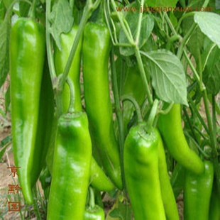  【京黔园】绿色食品优质蔬菜 青椒 青长椒 北京买菜当天送到家