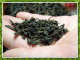 红茶菌专用红茶|不含任何添加剂|对红茶菌的发酵生长非常好|250克