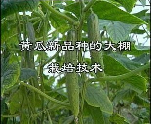 黄瓜栽培种植管理技术大全|黄瓜种植技术|高产