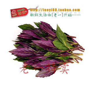  老一特卖  有机新鲜观音菜 紫背菜 紫背天葵  蔬菜 6.8元500g