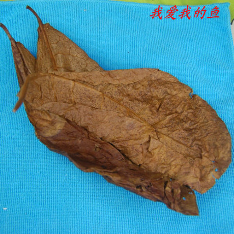 斗鱼饲养好帮手,神奇懒人叶