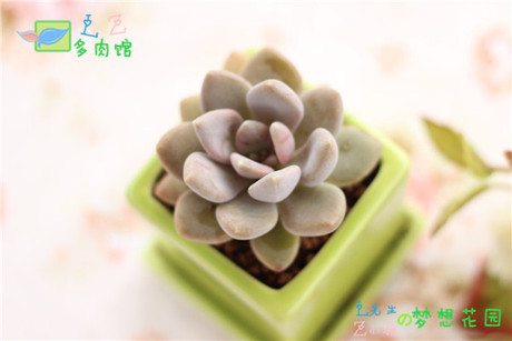LZ多肉馆| 东美人 多肉植物 迷你绿植小盆栽 经