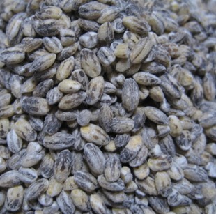  绿色健康有机五谷杂粮 黑麦仁 黑大麦 心血管护肤抗衰老食疗
