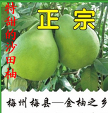 淘宝聚划算购物柚子柚子美衣2012<em>冬装</em>新品 韩