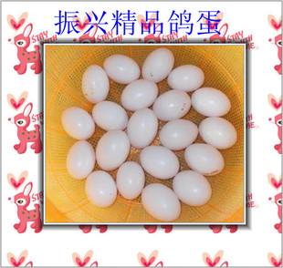  农家原粮喂养孕婴新鲜鸽子蛋，杂粮信鸽蛋（全国空运满30个包邮）