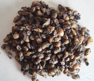  厦门特产海鲜 干货 蚝干 贝类制品 美味 顶级 宝宝补钙 正品保证