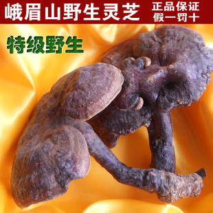  峨眉山纯野生特级大灵芝 赤灵芝整枝 降糖降压降血脂野生灵芝正品