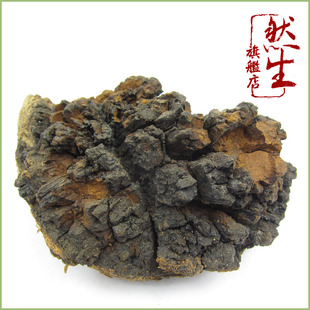  然生 云南野生桦褐孔菌灵芝 野生桦褐层孔菌 野生白桦茸品质保证