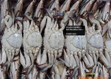 新到特价 冰冻海蟹/梭子蟹/螃蟹全母满肉海蟹 香辣蟹极品食材