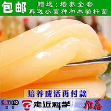 ★长生堂★红茶菌|胃宝|红茶菌菌种|海宝|肠胃病克星|醋蛾子