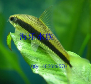 观赏鱼\/热带鱼\/黑线飞狐鱼