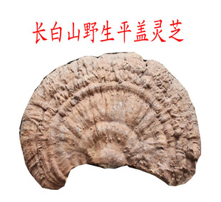  野生灵芝 平盖灵芝 青灵芝 树舌 抗病毒 提高抵抗力 保证正品