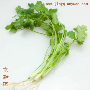  【京黔园】绿色食品优质蔬菜 香菜 芫荽 北京买菜当天送到家