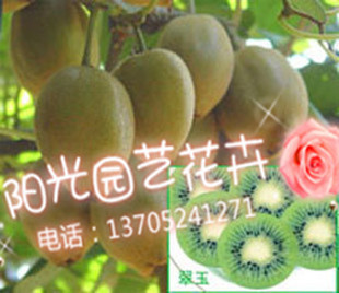 果树苗 翠玉猕猴桃 国内最好品种 盆栽果树 高产