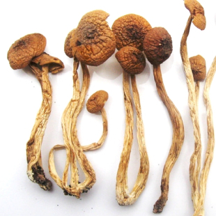  丽江优质茶树菇 高原干货 天然无污染 煲汤佳品 云南特产