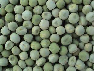 豆芽机专用芽菜种子 青豌豆 荷兰豆|熬粥 煲汤 发芽苗9元一斤