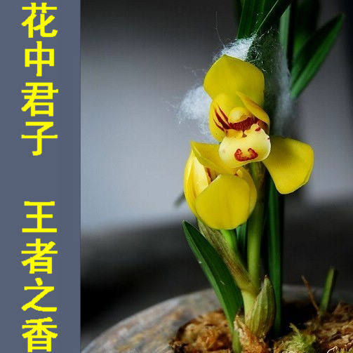 z-1极品下山春兰苗 兰花 兰花苗 植物花卉盆栽 室内创意绿植盆景