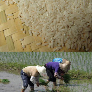  福建山村梯田 下季新鲜大米 糙米 天然稻香味 适合宝宝健康米糊