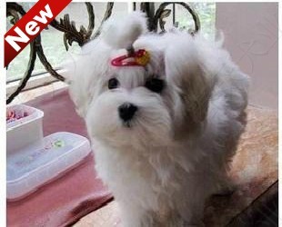 19可爱马尔济斯幼犬 初秋时节免运费哦 DDMM都有在类目 宠物/宠物食品及用品, 狗狗中 - 来自Buy2taobao.com提供专业的淘宝代购服务
