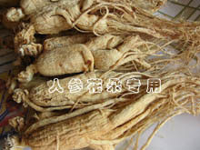 长白山白参