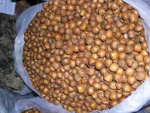  东北特产野生熟山榛子 火榛子 榛子 无坏籽 满仁  包邮