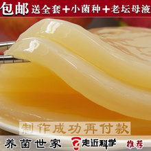●养菌世家●红茶菌/胃宝/红茶菌菌种/海宝/治肠胃病/醋蛾子/包邮