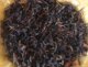 云南普洱茶2006年珍稀品种100克野生紫芽