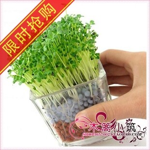 特价 升级版陶碳球负离子植栽【心形草】办公室迷你植物小盆栽